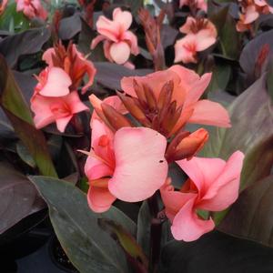 Canna x generalis Cannova&reg; Bronze Peach