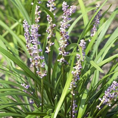 Liriope muscari Super Big Blue