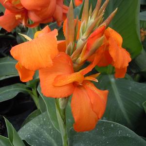 Canna x generalis Cannova&reg; Orange Shades