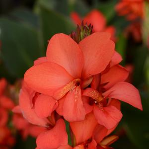 Canna x generalis Cannova&reg; Red Shades