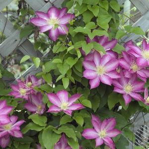 Clematis Asao