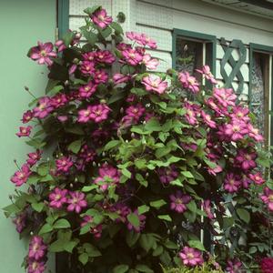 Clematis Bee's Jubilee