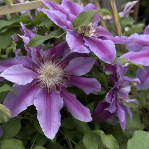 Clematis Doctor Ruppel