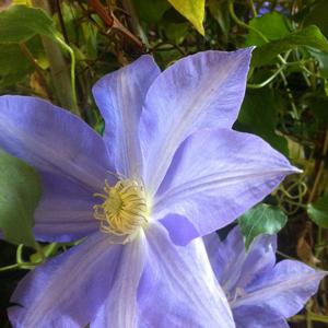 Clematis H.F. Young