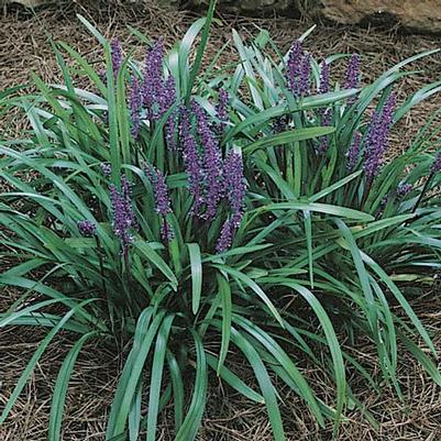 Liriope muscari Royal Purple