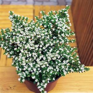 Cuphea hyssopifolia White