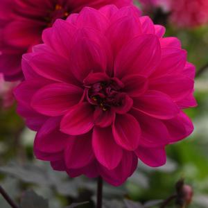 Dahlia City Lights&trade; City Lights Neon