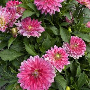 Dahlia Venti&trade; Magenta White Eye