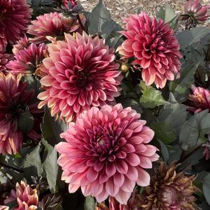 Dahlia LaBella&reg; Grande Chocolate Apricot