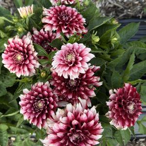 Dahlia LaBella&reg; Grande Fun Red White