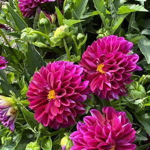 Dahlia LaBella&reg; Grande Magenta Improved