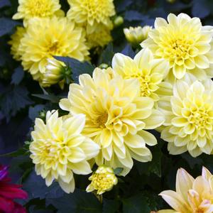Dahlia LaBella&reg; Grande Yellow