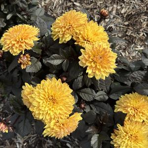 Dahlia LaBella&reg; Maggiore Fun Chocolate Yellow