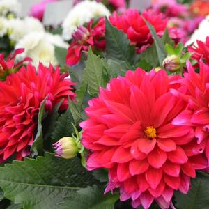 Dahlia LaBella&reg; Maggiore Purple