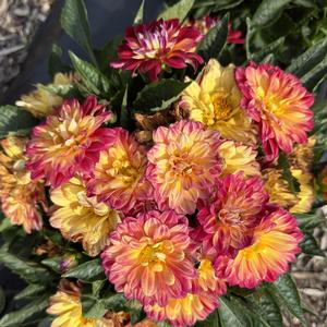 Dahlia LaBella&reg; Medio Fun Flame