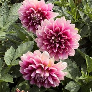 Dahlia Dalaya&reg; Dalaya Purple Lace