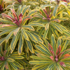 Euphorbia x martinii Sahara&trade; Ascot Rainbow