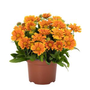 Gaillardia aristata SpinTop Mango