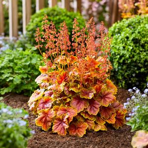 Heuchera Eternal Flame
