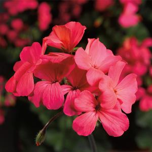 Geranium (Pelargonium) Caliente&reg; Coral Salmon