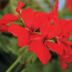 Geranium (Pelargonium) Caliente&reg; Deep Red