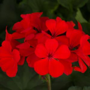 Geranium (Pelargonium) Caliente&reg; Orange