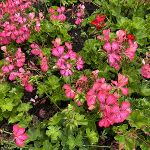 Geranium (Pelargonium) peltatum Glory Days Pink Bicolor