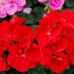 Geranium (Pelargonium) x hortorum Tango&trade; Dark Red