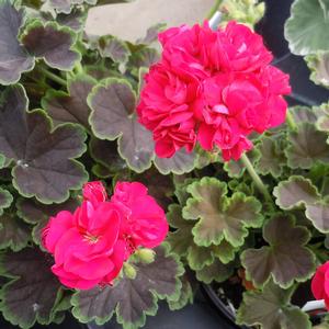 Geranium (Pelargonium) x hortorum Brocade Cherry Night