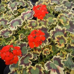 Geranium (Pelargonium) x hortorum Mrs. Pollock