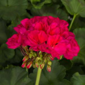 Geranium (Pelargonium) x hortorum Tango&trade; Neon Purple