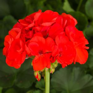Geranium (Pelargonium) x hortorum Tango&trade; Orange