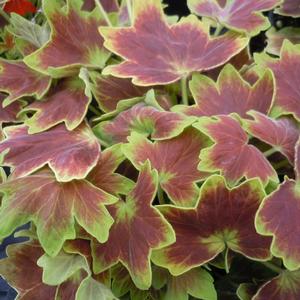 Geranium (Pelargonium) x hortorum Vancouver Centennial