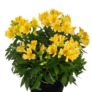 Alstroemeria Inticancha&reg; Havana