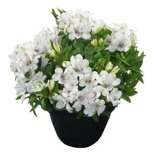 Alstroemeria Inticancha&reg; Magic White