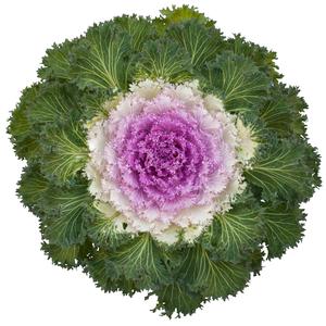 Brassica oleracea Bright and Early Pink Bicolor