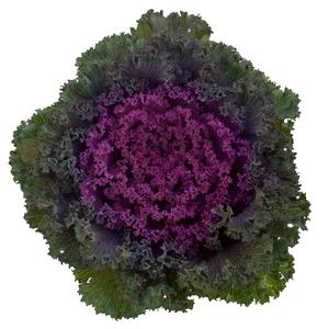 Brassica oleracea Bright and Early Red