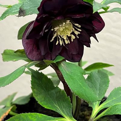 Helleborus orientalis Winter Jewels Red Sapphire