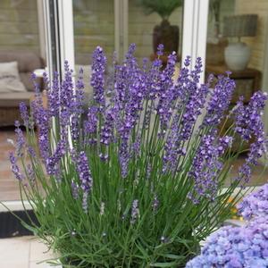 Lavandula angustifolia Big Time Blue