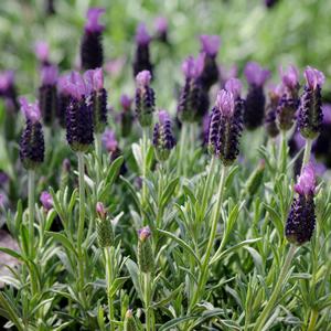 Lavandula stoechas Anouk