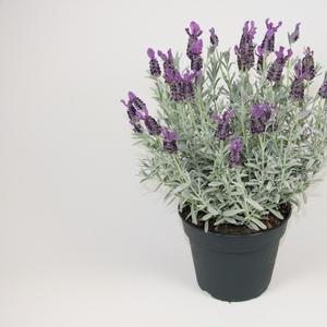 Lavandula stoechas Anouk Silver