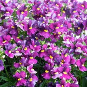 Nemesia Escential&trade; Bumbleberry