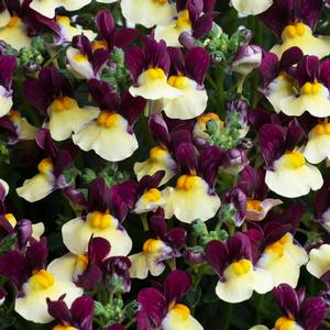 Nemesia Escential&trade; Raspberry Lemonade