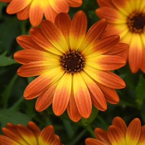 Osteospermum Zion&trade; Orange Burst