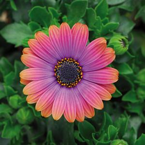 Osteospermum Zion&trade; Copper Amethyst 