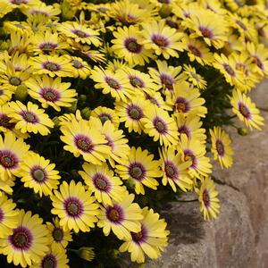 Osteospermum Blue Eyed Beauty