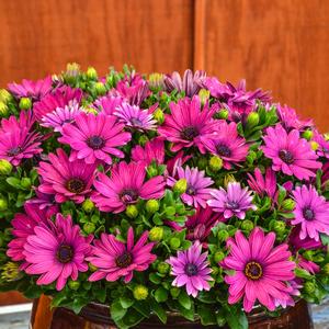 Osteospermum ecklonis Serenity&trade; Dark Purple