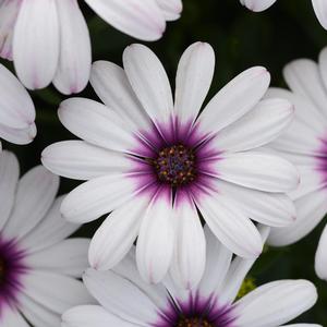 Osteospermum ecklonis Serenity&trade; Lavender Frost