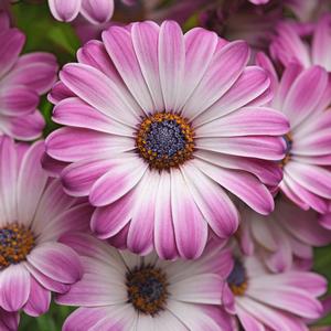Osteospermum ecklonis Serenity&trade; Pink Party