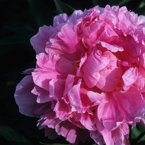 Paeonia lactiflora Dr. Alex Fleming